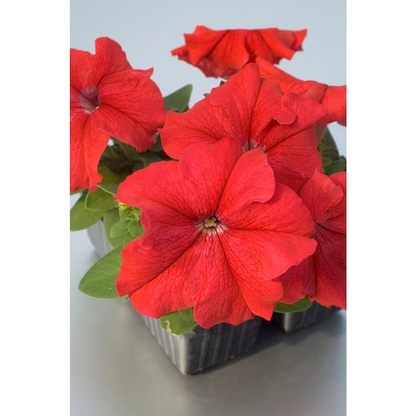 BELL NURSERY 4 in. Petunia Limbo GP Red Annual Live Plant (6-Pack)