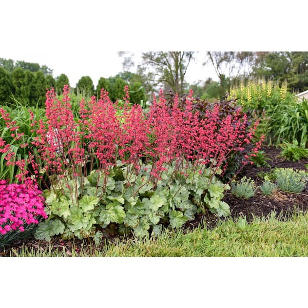 PROVEN WINNERS 4.5 in. Qt. Dolce Spearmint Coral Bells (Heuchera) Live Plant in Pink Flowers and Silvery Green Foliage
