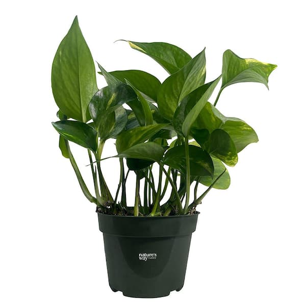NATURE'S WAY FARMS Pothos Golden Live Indoor Plant in Growers Pot Avg Shipping Height 10 in. Tall