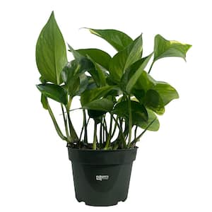 Pothos Golden Live Indoor Plant in Growers Pot Avg Shipping Height 10 in. Tall