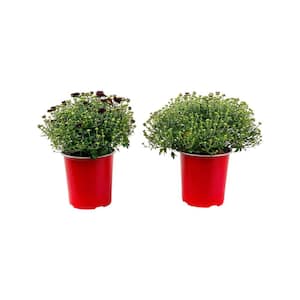 2.5 Qt. Mum Chrysanthemum Plant Red Flowers in 6.33 In. Grower's Pot (2-Plants)