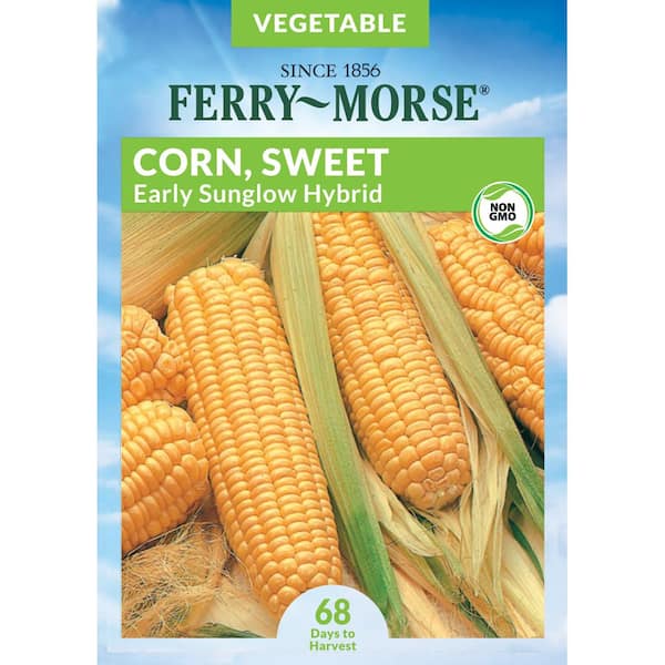 Sweet Corn Early Sunglow Hybrid Vegetable Seed