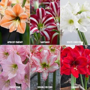 Exotic Amaryllis for Collectors (Set of 6)