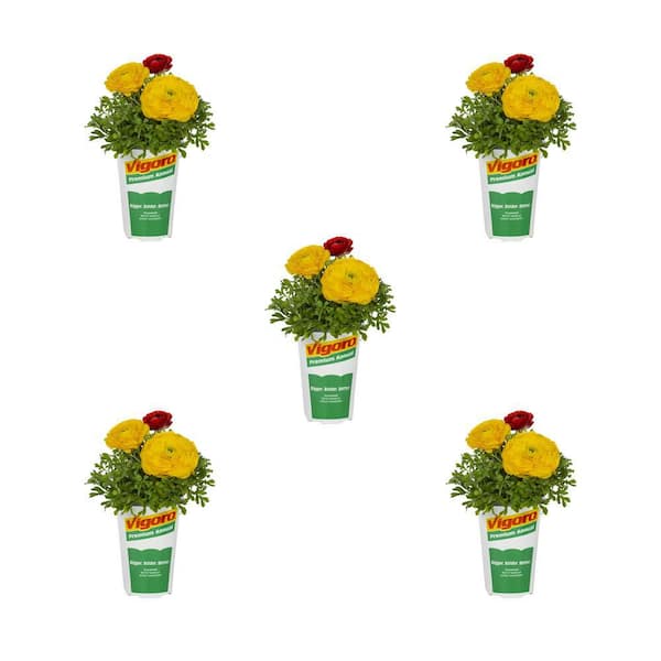 Vigoro 1.5 Pt. Vigoro Ranunculus Persian Buttercup Red and Yellow Mache Mix Annual Plant (5-Pack)
