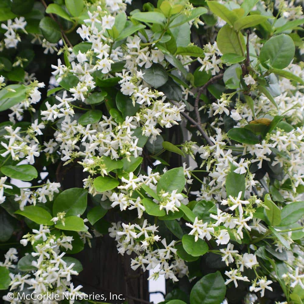 CONFIDENCE 2 Gal Madison Jasmine (Star Jasmine) Live Vine Plant with White Fragrant Blooms 11673 - The Home Depot