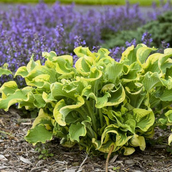national PLANT NETWORK 4 in. Hosta Shadowland Wheee! Perennial