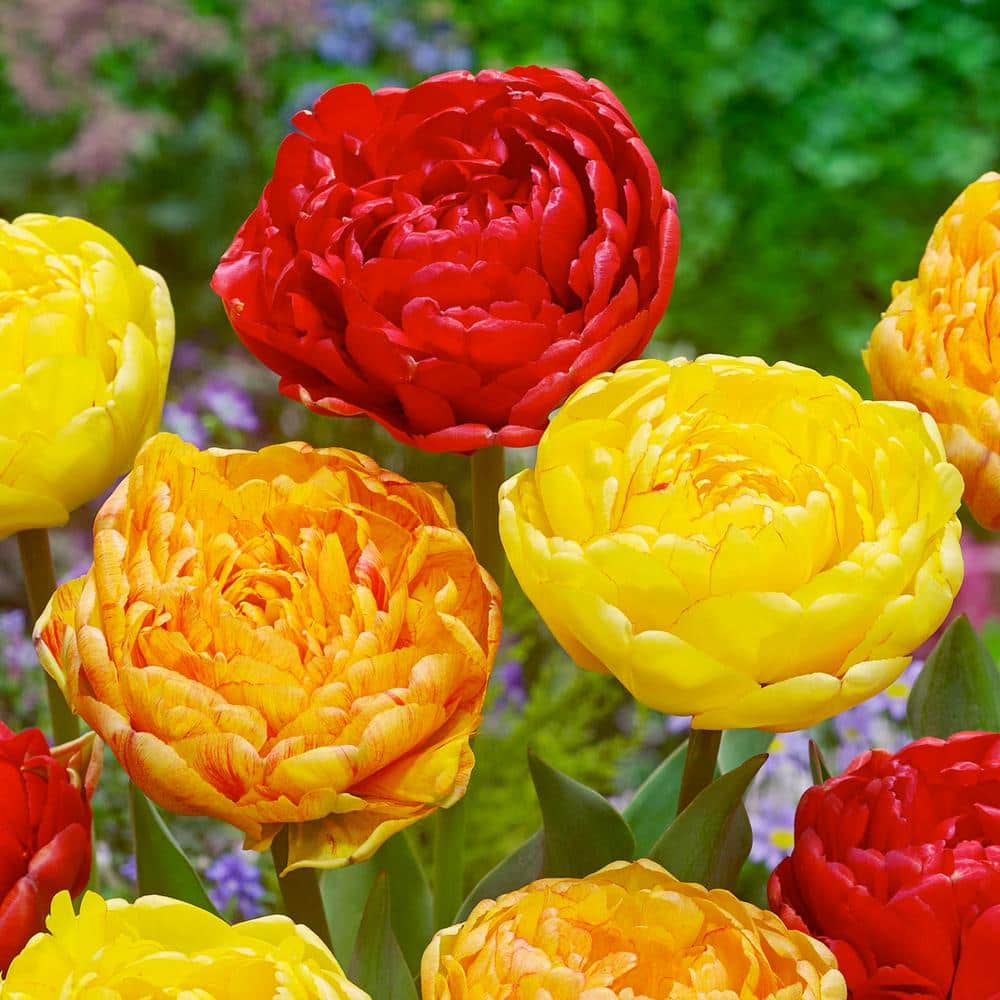 12/Plus cm, Caribbean Mix Double Late Tulip Flower Bulbs (Bag of 50) price history on PriceWatchPro