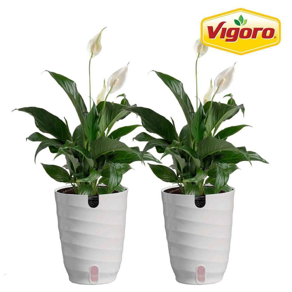 Vigoro Peace Lily Indoor Plant in 6 in. White Ribbed Plastic Decor