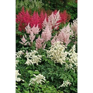 Astilbe Collection Bulbs (8-Pack)