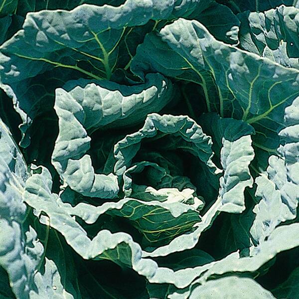 Bonnie Plants 1.19 qt. Morris Heading Collards Greens Plant (6Pack) 0021 The Home Depot