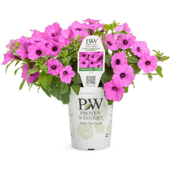 4.25 in. Grande Supertunia Vista Jazzberry (Petunia) Annual Live Plant with Bright Purple Flowers (4-Pack)