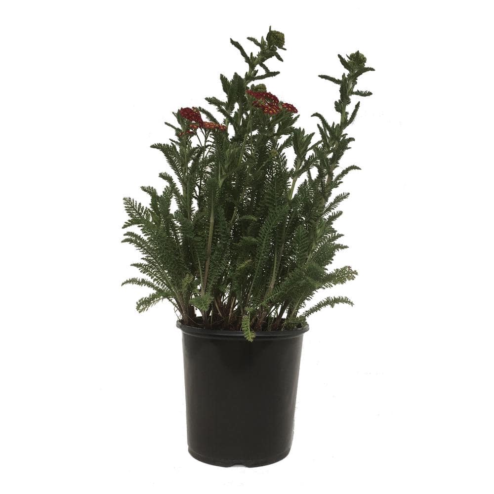 Yarrow (Achillea) Strawberry Seduction