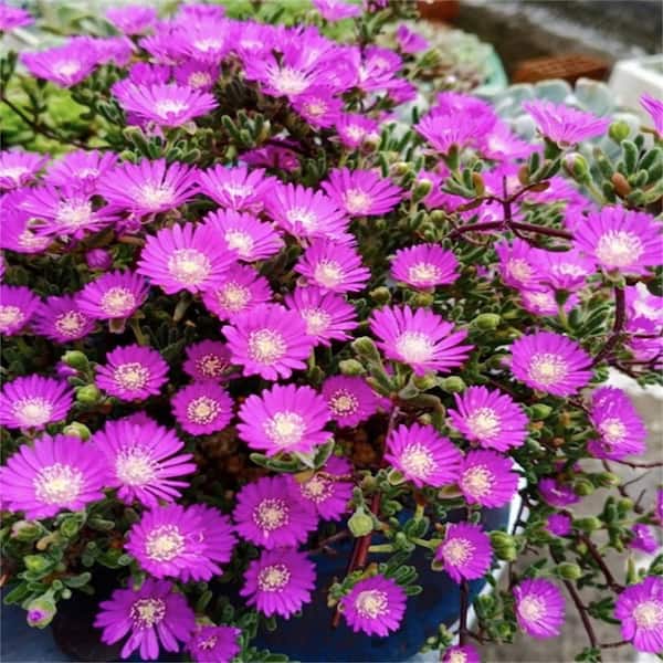 Pink Ice Plant Elegant Indoor/Outdoor Green Frond Plant - Perfect Houseplant, Shipping Height 3 in. to 5 in.