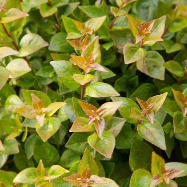 2.5 Gal - Rose Creek Abelia With Petite White Blooms, Live Semi-Evergreen Shrub Plant
