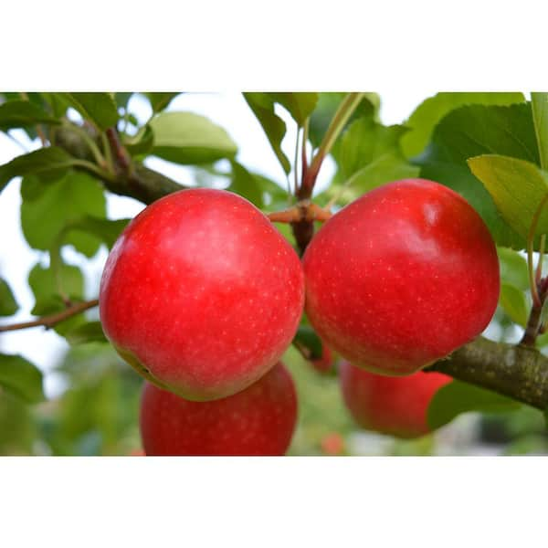 Red Delicious (1 bushel approximately 40 pound box)