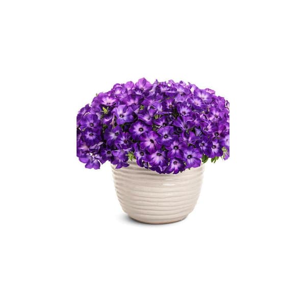 METROLINA GREENHOUSES 2 qt. Petunia Supertunia Tiara Blue Annual