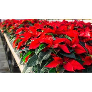6.5 in. Red Poinsettia Live Holiday Plant with Decorative Pot Cover
