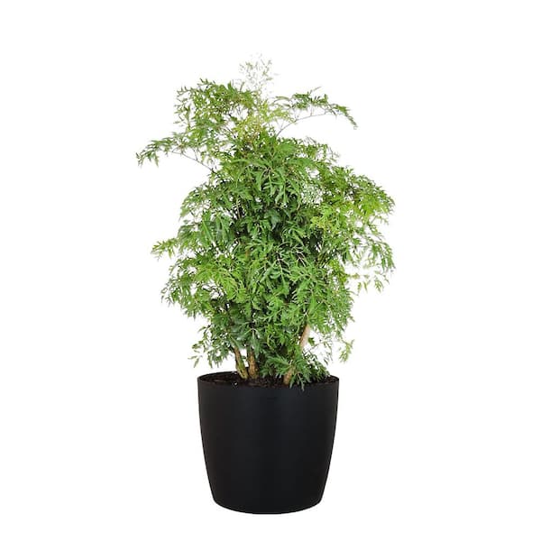 United Nursery Aralia Ming Live Indoor Outdoor Plant in 10 inch Premium Sustainable Ecopots Dark Grey Pot with Removeable Drainage Plug