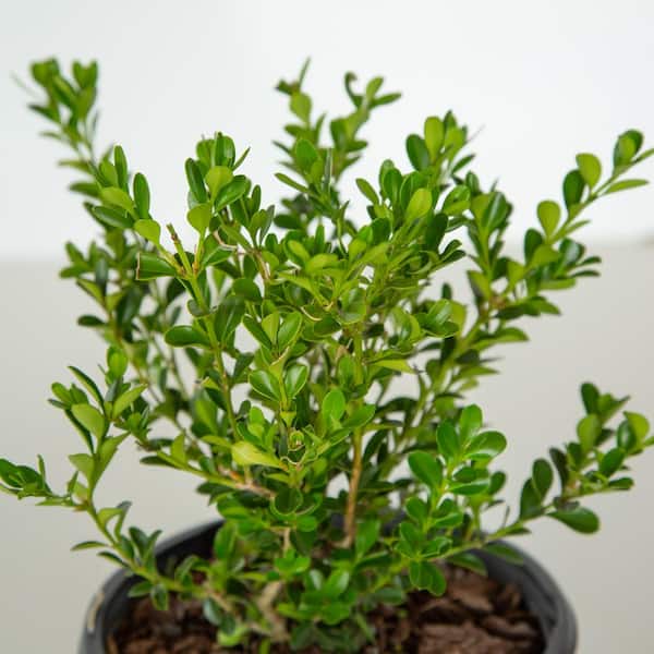 2.5 qt. Renaissance Boxwood, Evergreen Shrub with Glossy Green Foliage