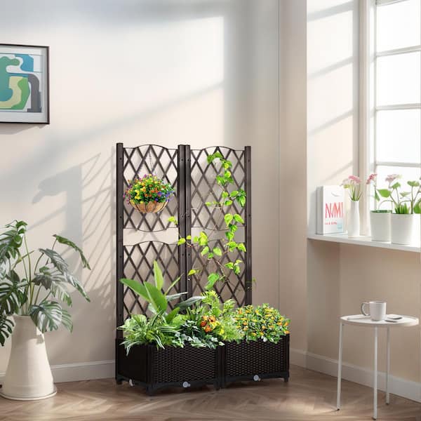 large money plant Money Tree