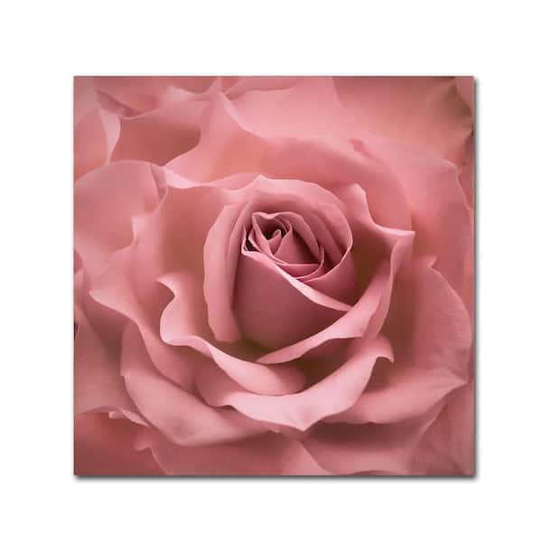Trademark Fine Art 18 in. x 18 in. "Misty Rose Pink Rose" by Cora Niele Printed Canvas Wall Art