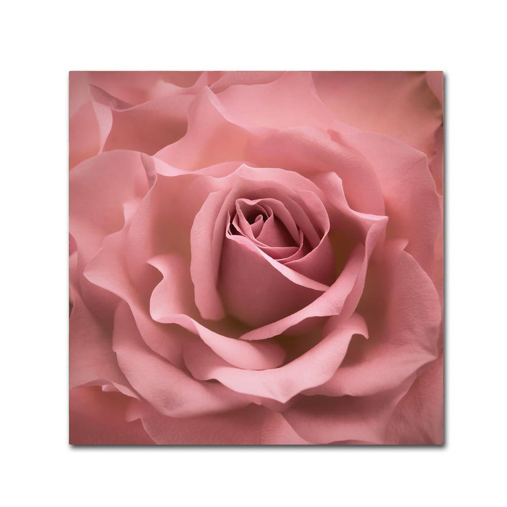 Misty Rose Pink Floral Canvas Art with Multicolor Frame