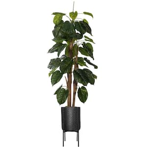 81.5 in. Tall Scindapsus Aureus, W/ Eco-Paper Chevron planter