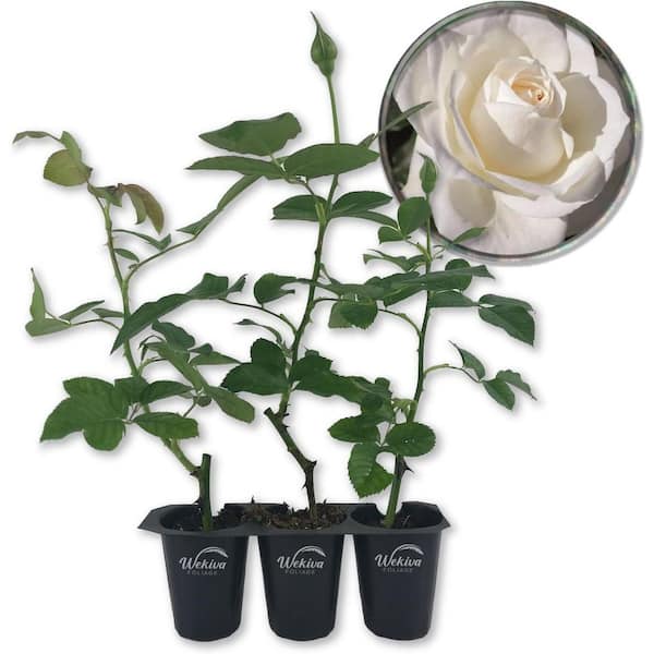 Wekiva Foliage Moondance Rose Bush- 3-Live Starter Plants in 2 in. Growers Pots-Beautifully Fragrant Floribunda Rose =