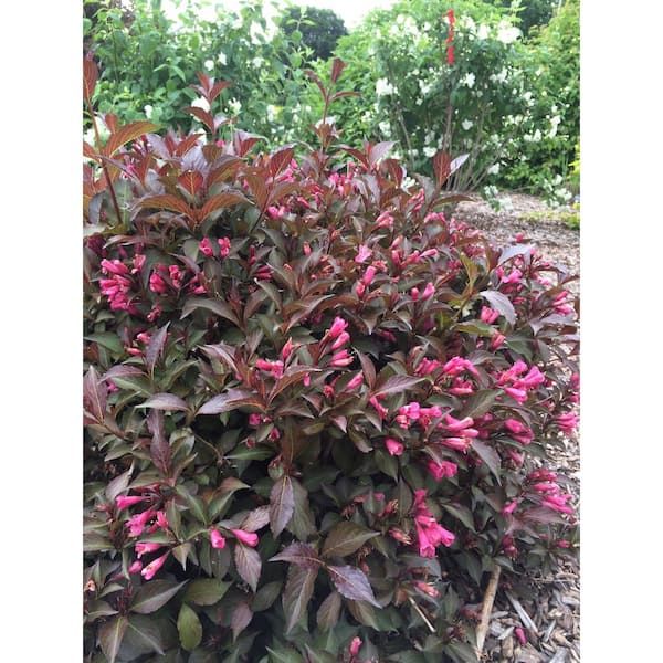 FIRST EDITIONS 2.0 Gallon Shining Sensation Weigela (Weigela