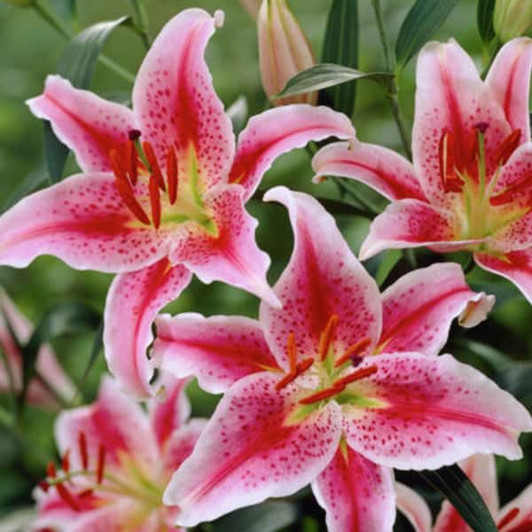 VAN ZYVERDEN Pink and White Lilies Oriental Stargazer Bulbs (12-Pack) 87178  - The Home Depot