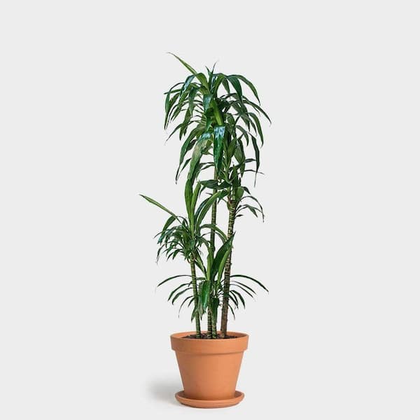 Wekiva Foliage Dracaena Lisa Elegance Cane-Live Plant in a 10 Inch Pot- Dracaena Deremensis-Air Purifying Indoor Houseplant DracLi10x1 - The Home  Depot