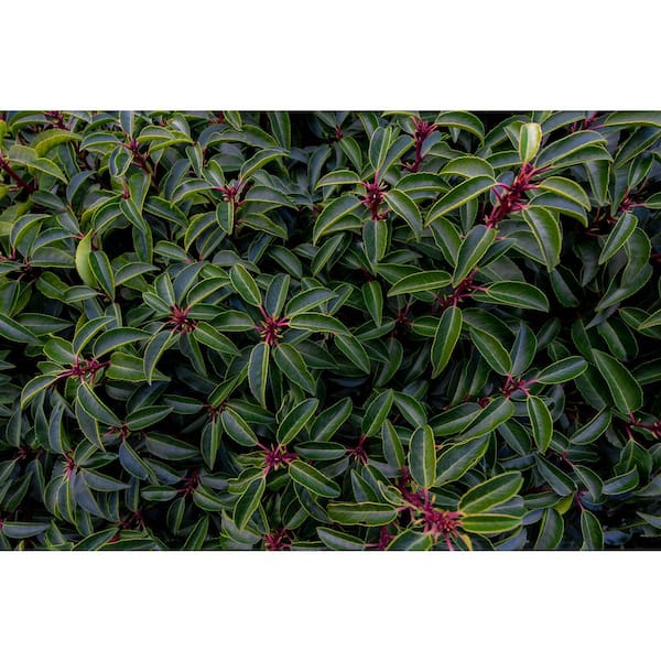 Online Orchards 1 Gal. Portuguese Evergreen Laurel Shrub with Fragrant White Flowers and Small Red Cherries