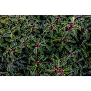 1 Gal. Portuguese Evergreen Laurel Shrub with Fragrant White Flowers and Small Red Cherries