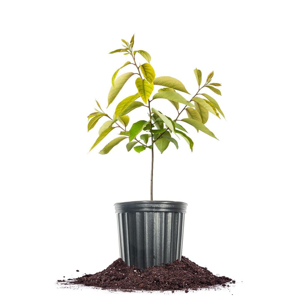 American Persimmon Tree in 1 Gal. Grower's Pot-North American Native Plant price history on PriceWatchPro