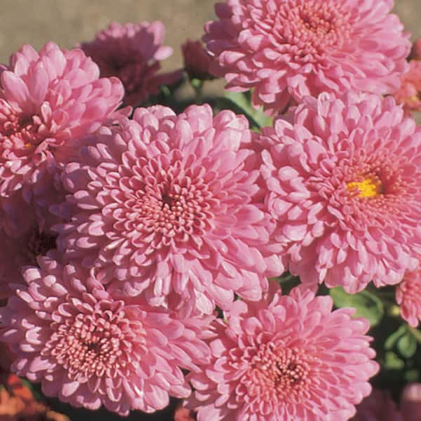 Unbranded 8 in. Pink Hardy Chrysanthemum Mum Plant in Grower's Pot