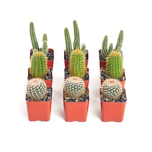 8 Plants Instant Cactus/Succulent Collection with 2 in. pots