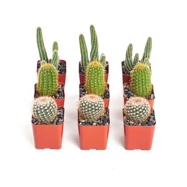 Shop Succulents 8 Plants Instant Cactus/Succulent Collection with 2 in. pots