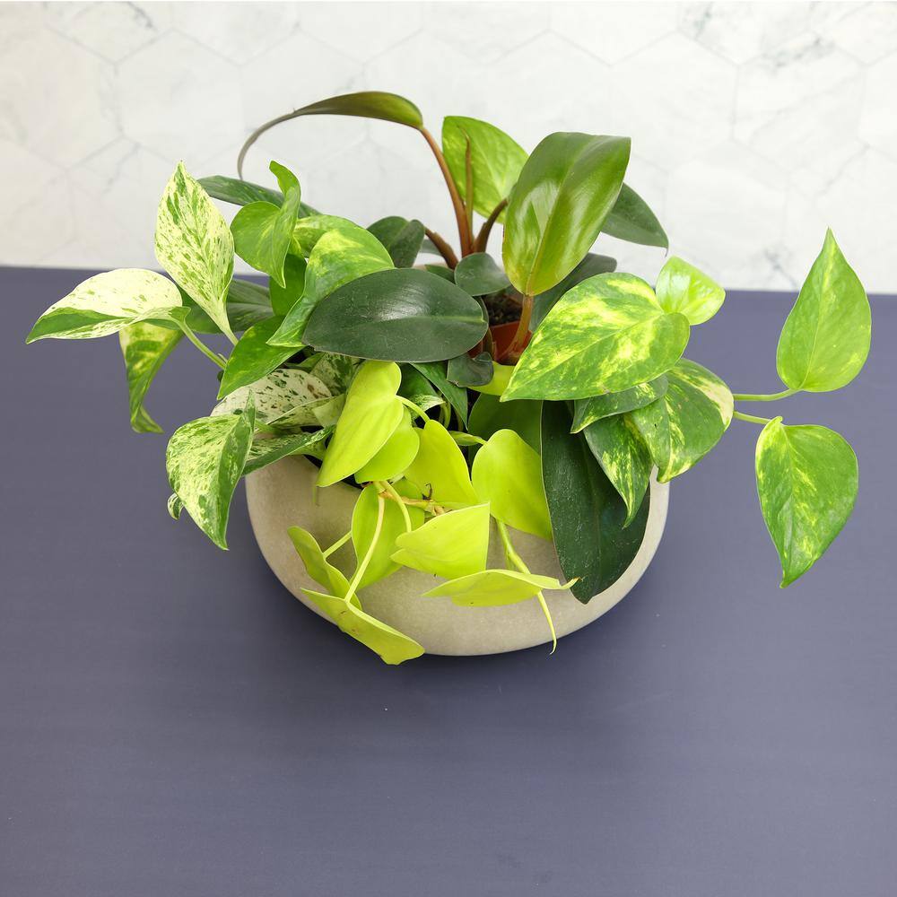 Assorted Pothos and Philodendron 6-Pack in Black Plastic Pots