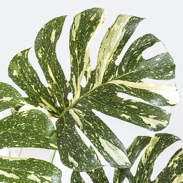 United Nursery Thai Constellation Monstera Deliciosa in 10