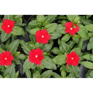 1.38 Pt. Vinca Cora Periwinkle Plant Red Flowers in 4.5 in. Grower's Pot (4-Plants)