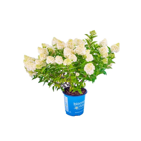 1 Gal. Dragon Baby Hardy Hydrangea (Paniculata) Live Shrub, Cream and Lime to Rich Pink Flowers