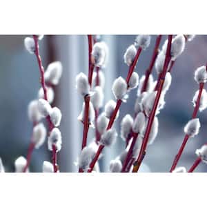 3 ft. American Pussy Willow Tree with Numerous Soft Catkins and Upright Colorful Foliage