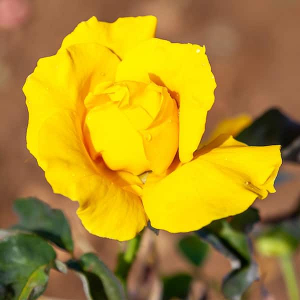 VAN ZYVERDEN Roses - Midas Touch (1 Root Stock)