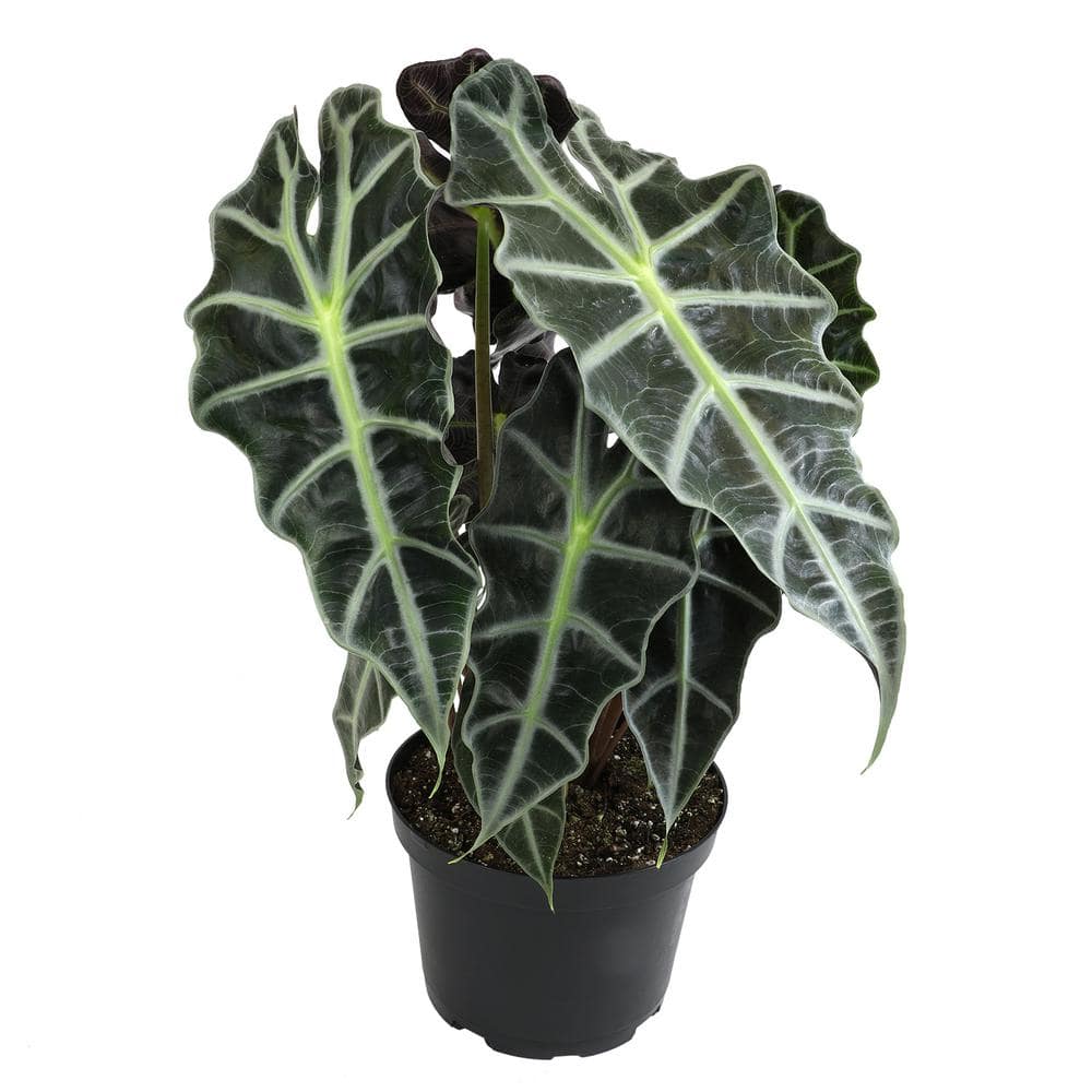 Alocasia Polly 24" Indoor/Outdoor Plant in Black Plastic Pot