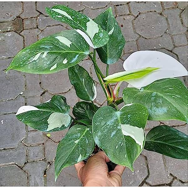 Wekiva Foliage White Knight Philodendron - Live Plant in a 4 Inch Pot -  Philodendron Erubescens - Extremely Rare Indoor Houseplant  WhiteKnightPhilodendron4 - The Home Depot