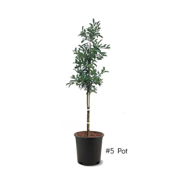 SOUTHERN LIVING 5 Gal. Methley Plum Tree
