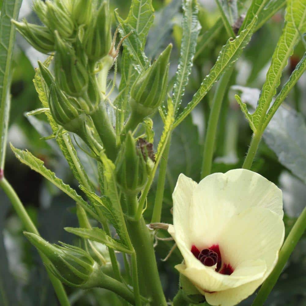 Seeds of Change 3.5 oz. Green Okra Seeds Pack 06071 The Home Depot