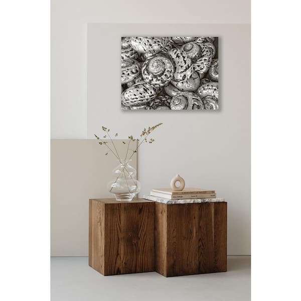 VENICE BEACH Collections Silver Button Shells by Grotto Studios 1 Piece Unframed Canvas Drawing Print 18 in. x 24 in.