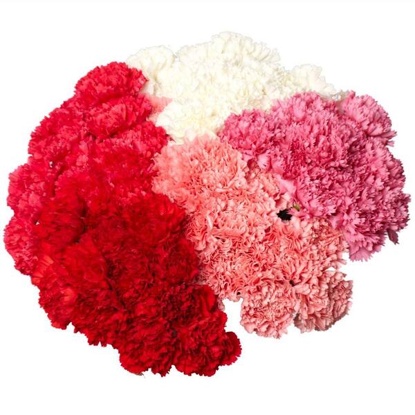 Globalrose Fresh Carnation Flowers for Valentine's Day (200 Stems)