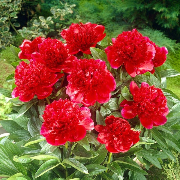 Bloomsz Red Charm Peony Roots (3-Pack)